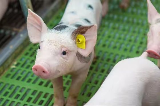 Matériau TPU 134.2 Khz RFID étiquette d' oreille, étiquette ronde passive pour animaux de compagnie